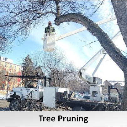 TreePruningLightTitle
