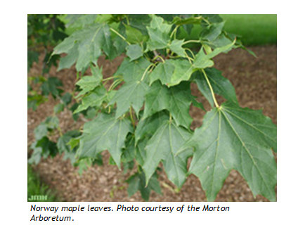 Norway Maple