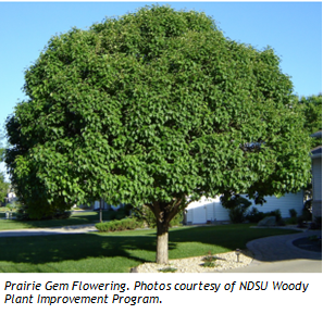 Prairie Gem Flowering Pear